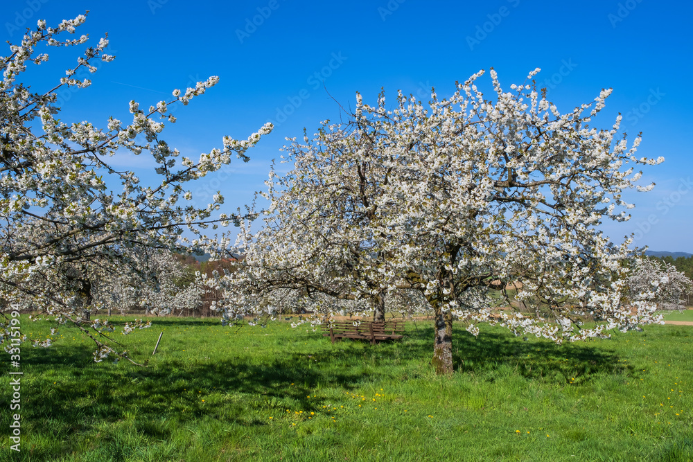 Kirschblüte in der Fränkischen Schweiz/Deutschland Kirschblüte in der Fränkischen Schweiz/Deutschland