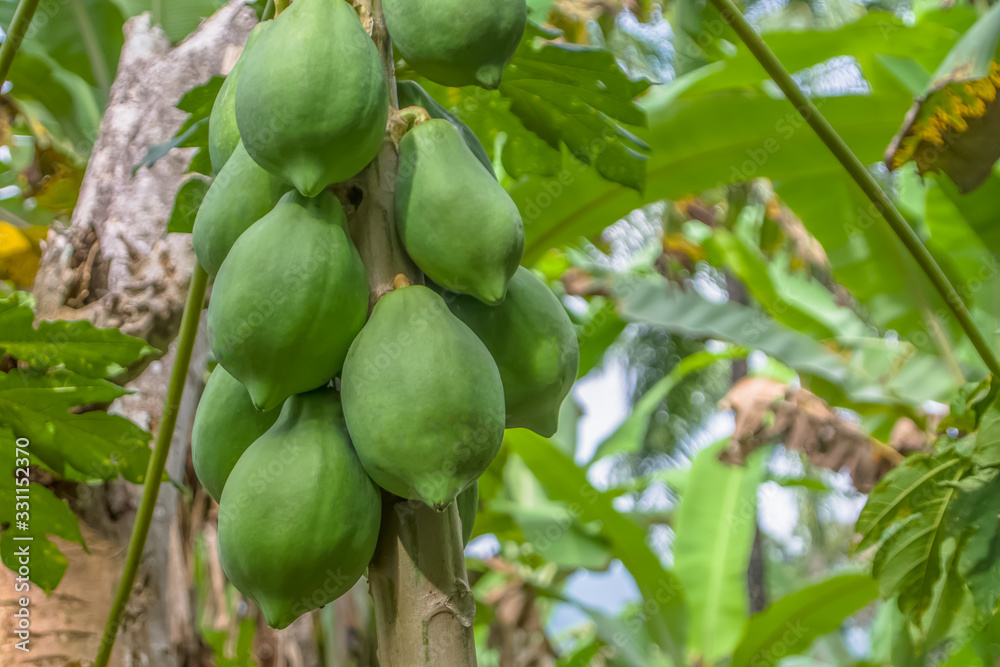 View of papaya tree with detailed growing papayas, typically tropical tree View of papaya tree with detailed growing papayas, typically tropical tree