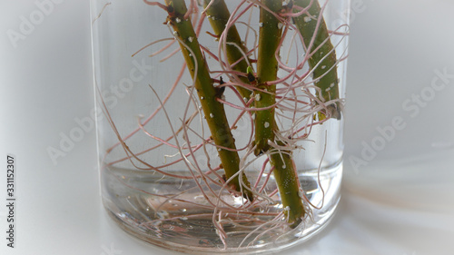 propagation of plants by cuttings 