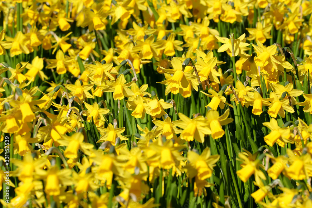 Fototapeta premium Close up of a mass of yellow tete-a-tete spring flowering daffodils in a flower border