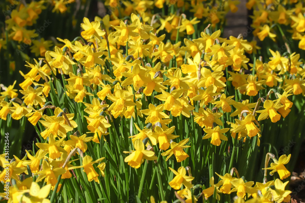 Close up of a mass of yellow tete-a-tete spring flowering daffodils in a flower border