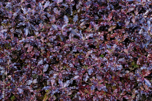 Close up detail of purple pittosporum leaves