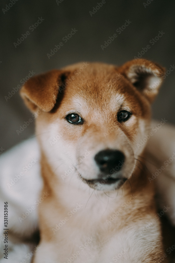 portrait of a shiba-inu puppy