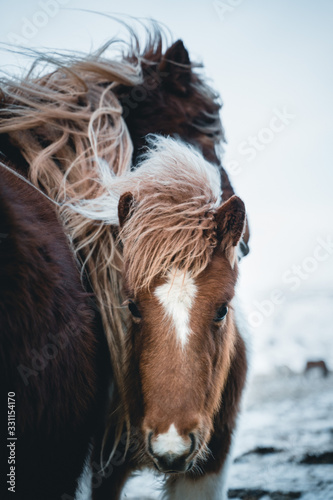 portrait of horse in winter photo