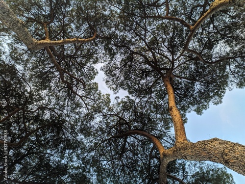 tree on a background of blue sky
