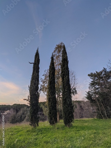 trees in the mountains