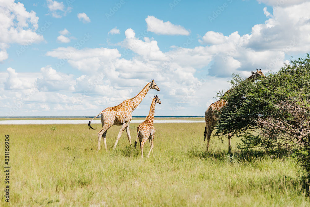 Naklejka premium Mother Giraffe with your young one