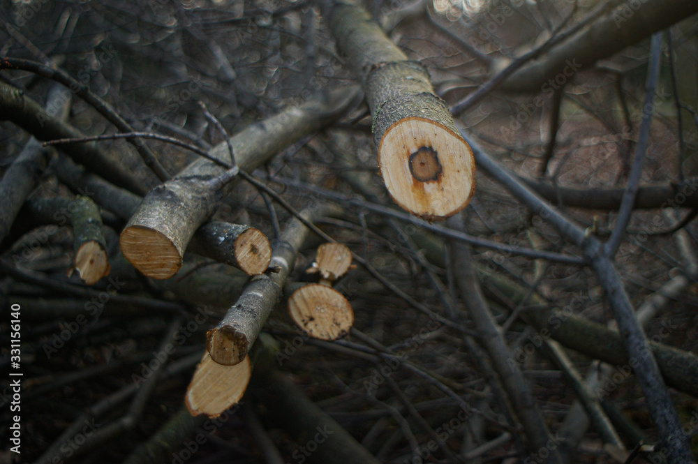pruning old branches in the garden pruning old branches in the garden