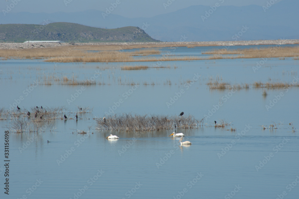 lake Karla , Greece , wild flora and fauna, in a protected ecological environment