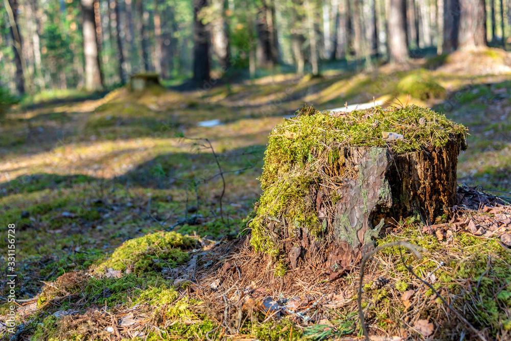 Old pine stump overgrown with moss in the spring forest Old pine stump overgrown with moss in the spring forest