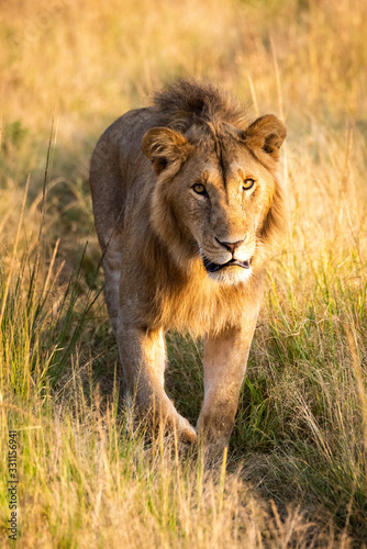 Male lion walking towards camera on track