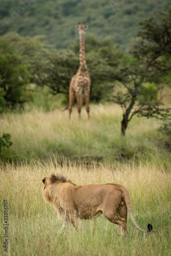 Photography Male lion watches Masai giraffe in savannah