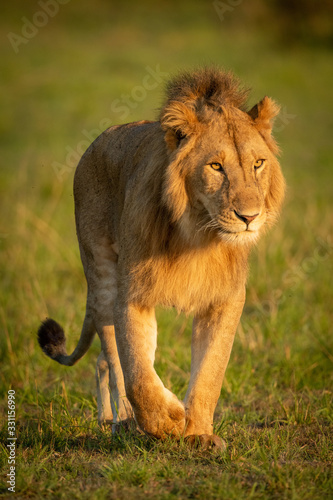 Male lion walks towards camera in grassland
