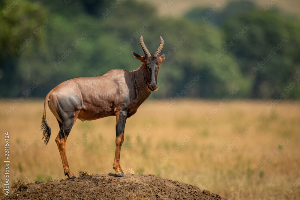 Male topi stands on mound eyeing camera Male topi stands on mound eyeing camera