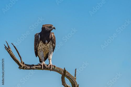 Martial eagle looks right from twisted branch photo