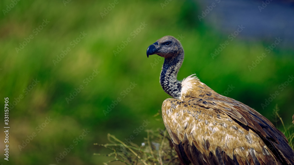 The white-backed vulture with its black eyes and a strong, slightly hooked black bill against contrasting green blurred background The white-backed vulture with its black eyes and a strong, slightly hooked black bill against contrasting green blurred background