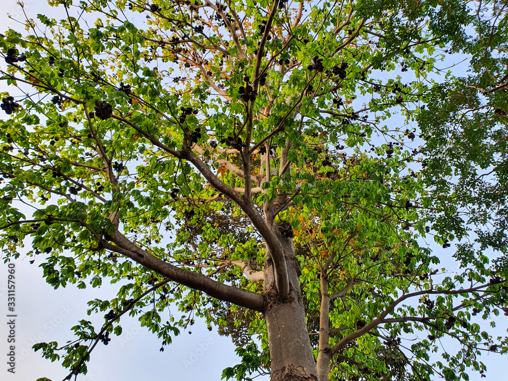 Fototapeta premium green tree