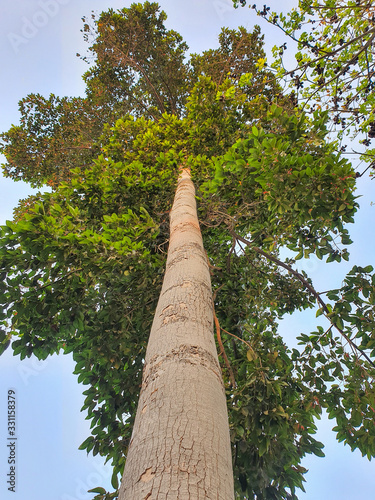 Takian tree towering beautifully, long, straight lines in a supine angle. photo