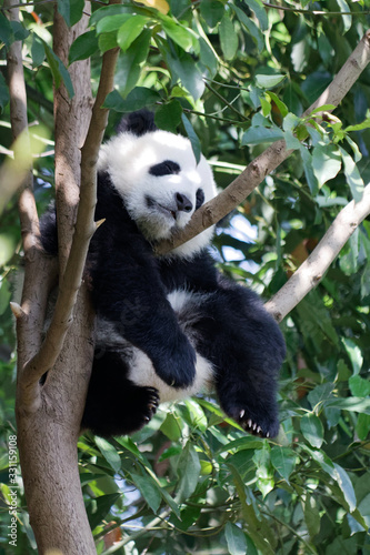 Fototapeta Naklejka Na Ścianę i Meble -  Panda w ZOO