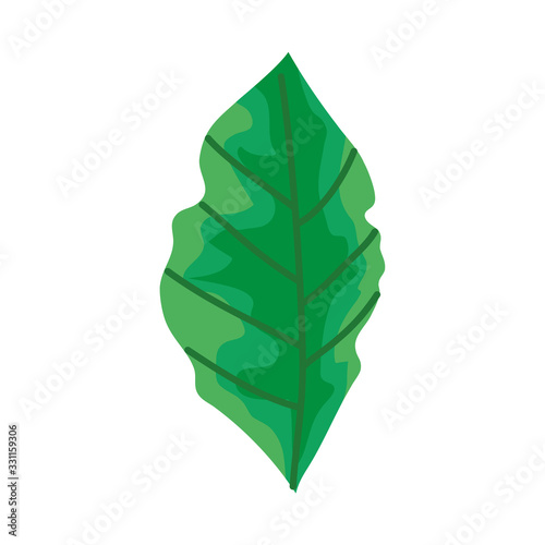 leaf nature ecology isolated icon vector illustration design