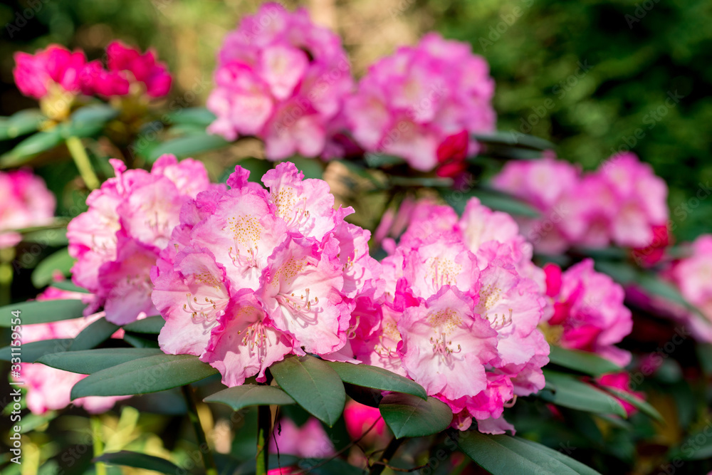 Pink rhododendron blooms in the garden