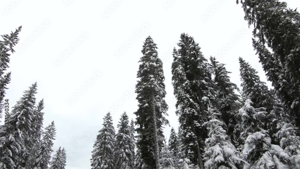custom made wallpaper toronto digitalForward dolly moving looking up spruce tree forest covered with white snow in winter season