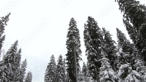 Wallpaper Mural Forward dolly moving looking up spruce tree forest covered with white snow in winter season Torontodigital.ca