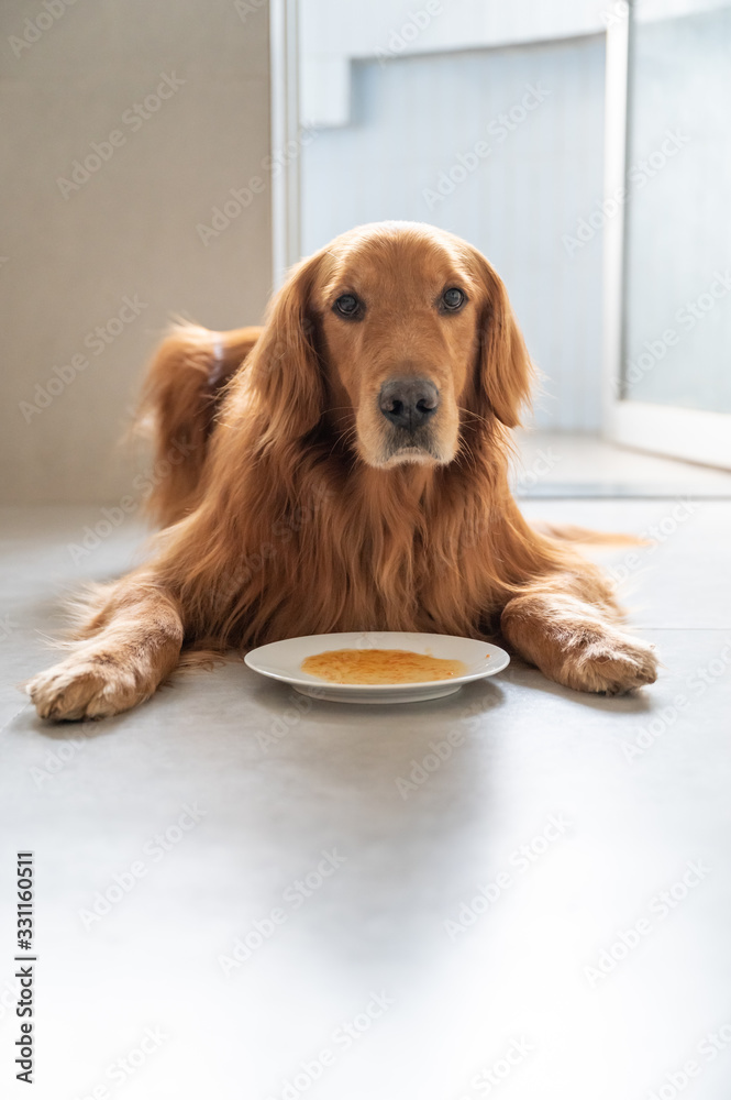 Golden retriever lying on the ground ready to eat
