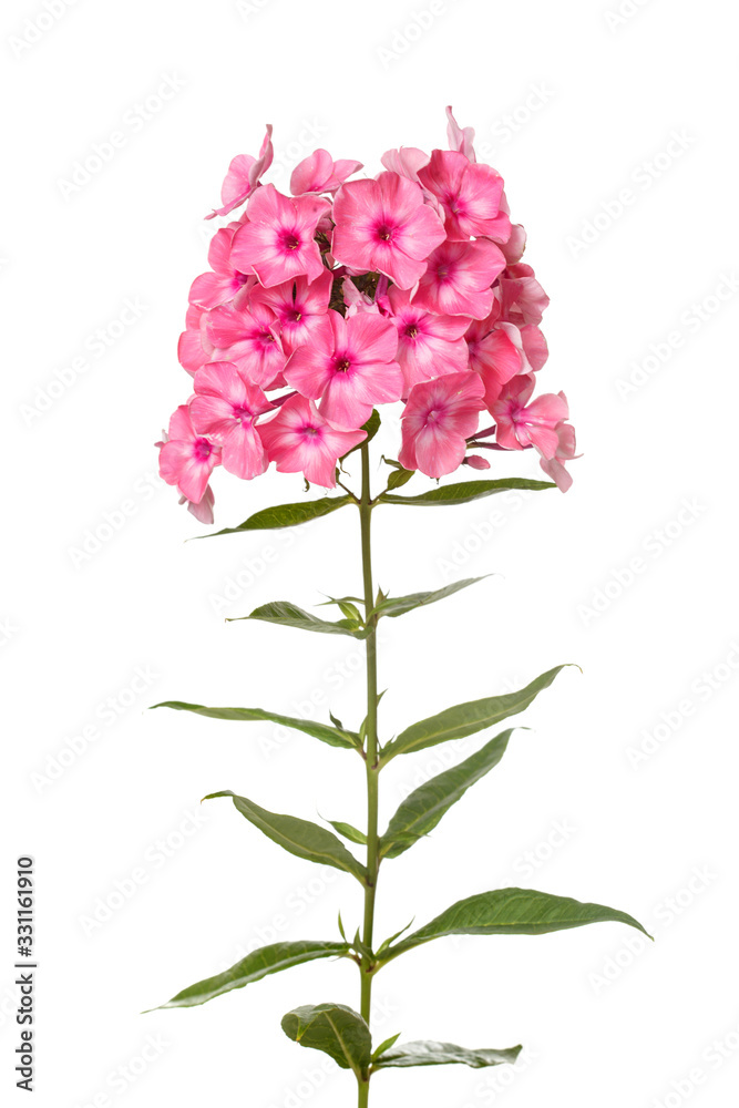Inflorescence of tender pink phlox isolated on a white background.