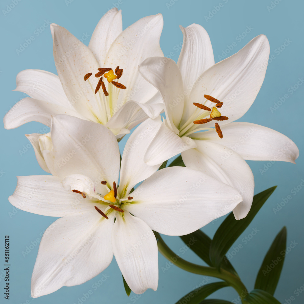 A branch of tender white lilies Isolated on a turquoise background.