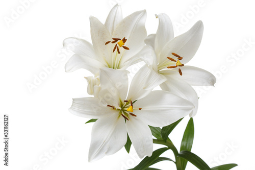 Fototapeta Naklejka Na Ścianę i Meble -  A branch of tender white lilies Isolated on a white background.
