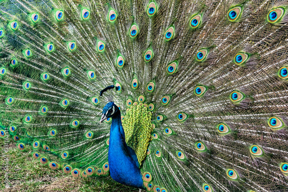 Fototapeta premium The most beautiful bird in the world is a peacock from the chicken family with a large and bright tail like a chic fan of feathers with eyes for protection. An animal from the pheasant family.