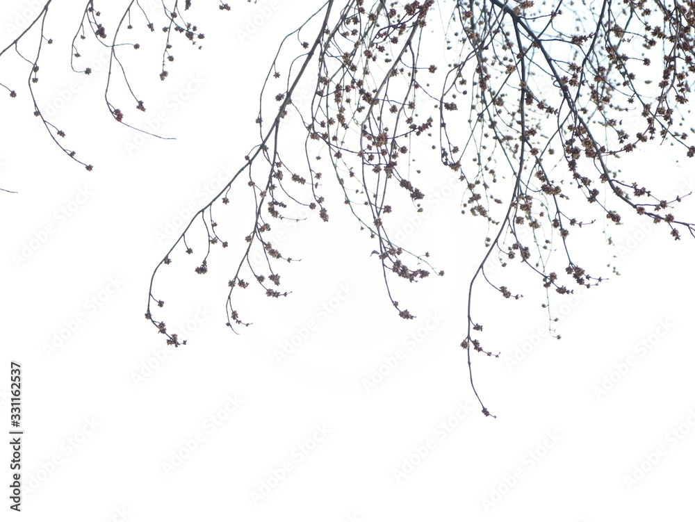 Fototapeta premium tree branch on white background