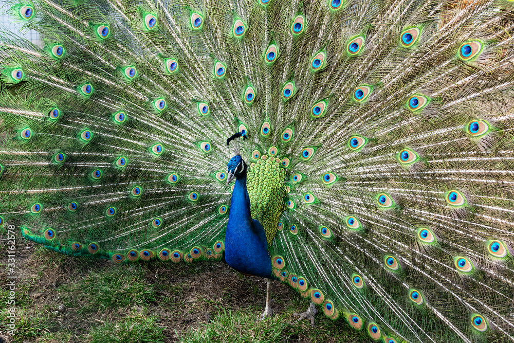 Obraz premium The most beautiful bird in the world is a peacock from the chicken family with a large and bright tail like a chic fan of feathers with eyes for protection. An animal from the pheasant family.
