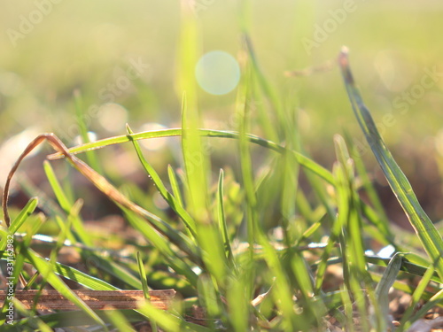 grass sun