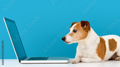 Funny little dog lying in front of laptop and looking with interest at screen in studio with blue background