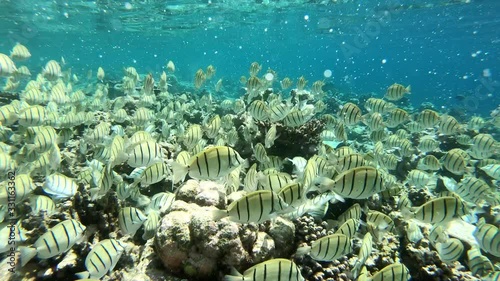 school of doctor fish swimming over coral reef photo