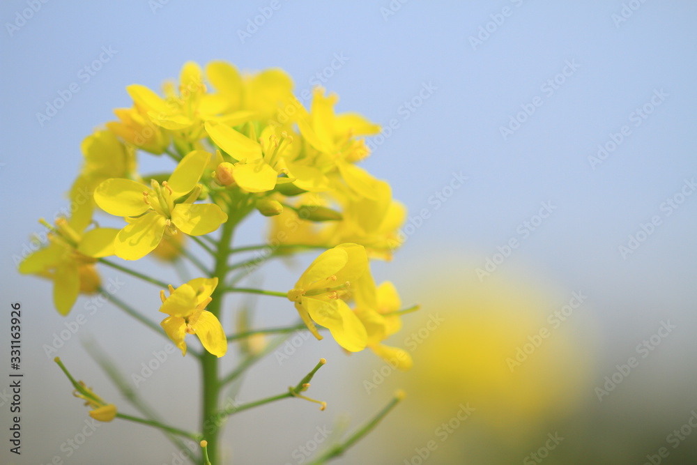 Obraz premium 菜の花