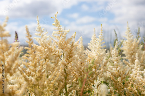 Branch of white blooming Astilbe Chinensis with blue sky background. White flowers of Astilbe japonica