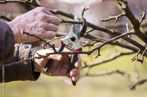 Gardening in orchard, pruning fruit tree