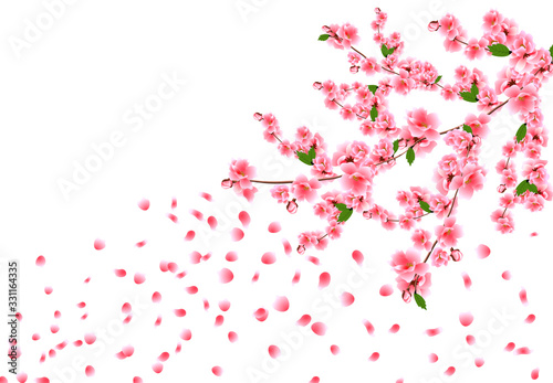 Sakura is magnificent. Cherry branches with delicate pink flowers, leaves and buds. Petals are flying in the wind. illustration
