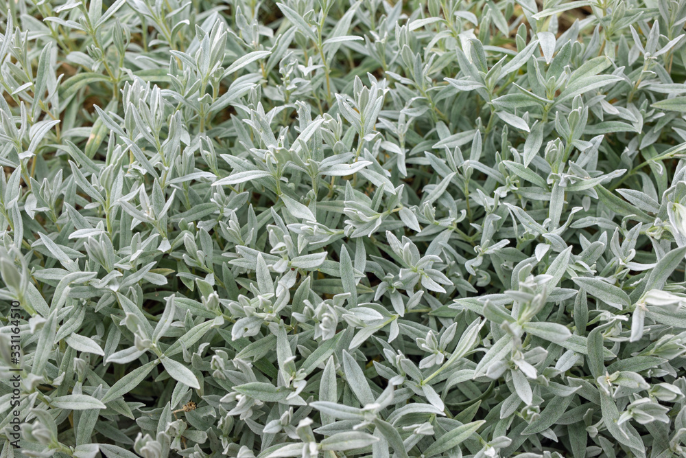 Green branch with leaves of lavender plant. Young common leaves, first shoots of Lavandula stoechas Green branch with leaves of lavender plant. Young common leaves, first shoots of Lavandula stoechas