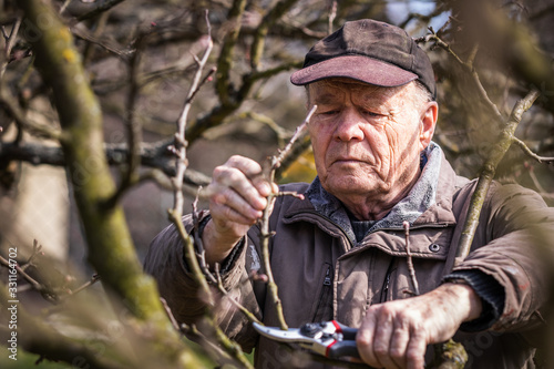 Senior man gardening at spring, pruning tree