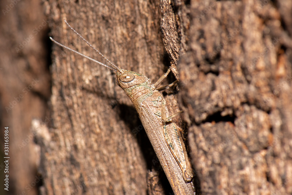 Common Grasshopper also known as Pardillana limbata Common Grasshopper also known as Pardillana limbata