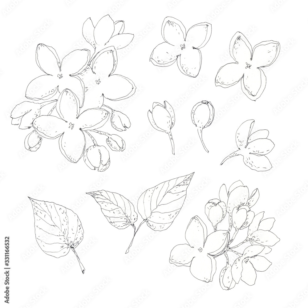 Set of spring blooming lilac isolated on white. Black ink vintage botanical hand drawn illustration. Realistic floral blossom design elements - flowers, leaves. Set of spring blooming lilac isolated on white. Black ink vintage botanical hand drawn illustration. Realistic floral blossom design elements - flowers, leaves.