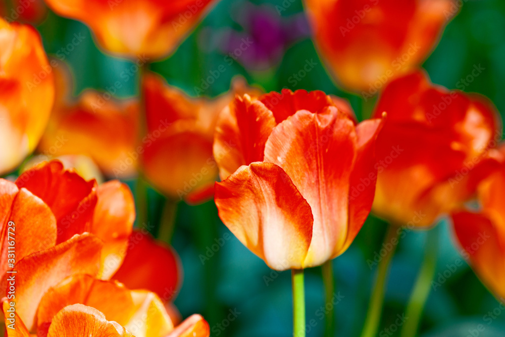 Red, yellow, white color tulip flowers on a flowerbed on a sunny day of the spring season. Play of light and shadow.