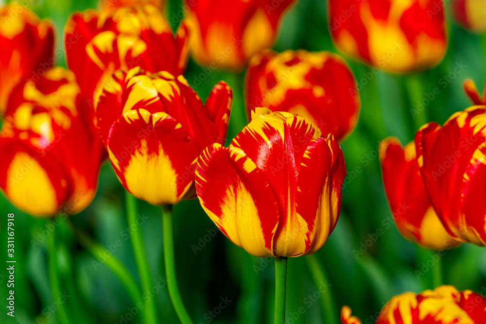 Fototapeta premium Colorful tulip flowers on a flowerbed on a sunny day of the spring season. Play of light and shadows on petals. Positive floral décor or background for your project.