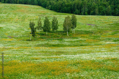 Panoramic aerial view of the blooming chamomile field. Birch trees close-up. Green forest in the background. Setomaa, Estonia photo