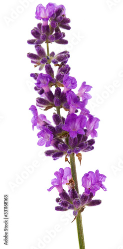 branch of fresh lavender on a white background