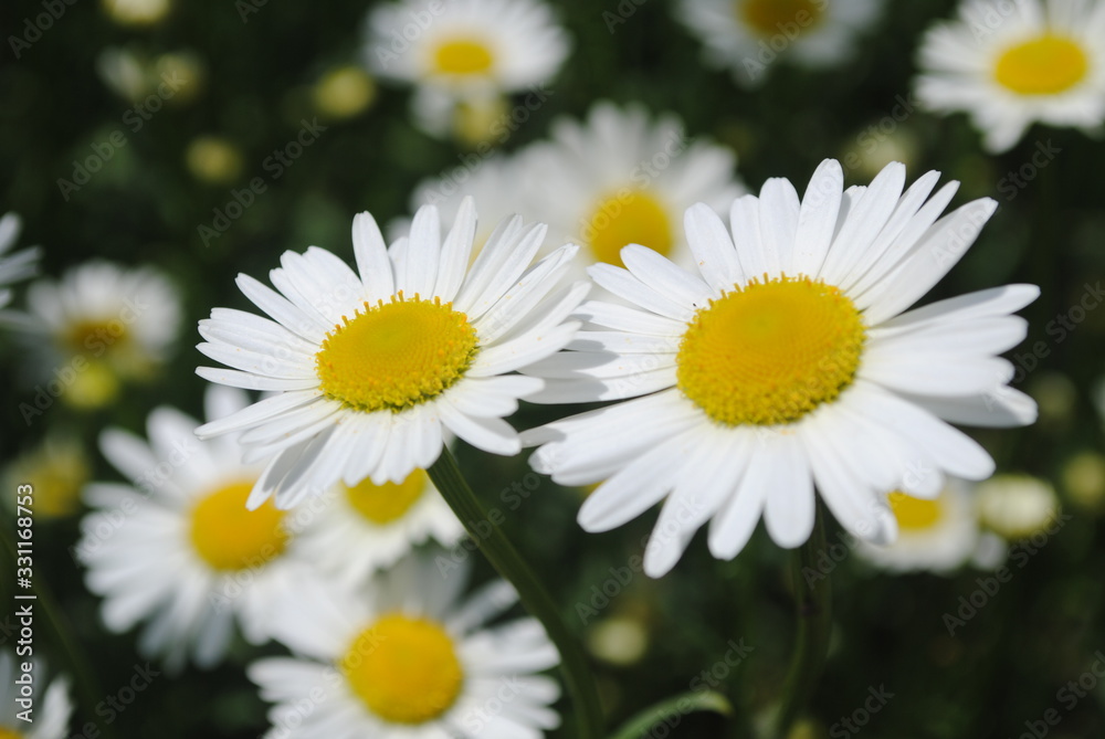 Obraz premium Garden camomile flowers, field with camomiles, camomile closeup, natural antiseptic